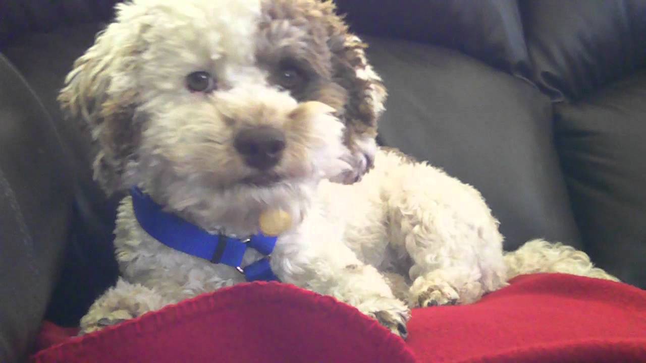 Rambo the cockapoo lost his treat.MP4 - YouTube