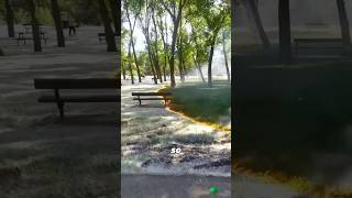 This Tree Fluff Can Catch Fire Instantly shorts