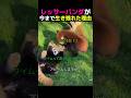 レッサーパンダがよく今まで生き残れた理由
