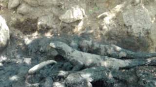 Komodo dragons eating buffalo (part 3), Rinca island, Indonesia