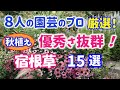 【ガーデニング】秋植え宿根草厳選！８人の園芸のプロから学ぶ！丈夫で優秀さ抜群な宿根草15選の紹介！代々木公園・中之条ガーデンズ・服部ファームガーデン・Gardening