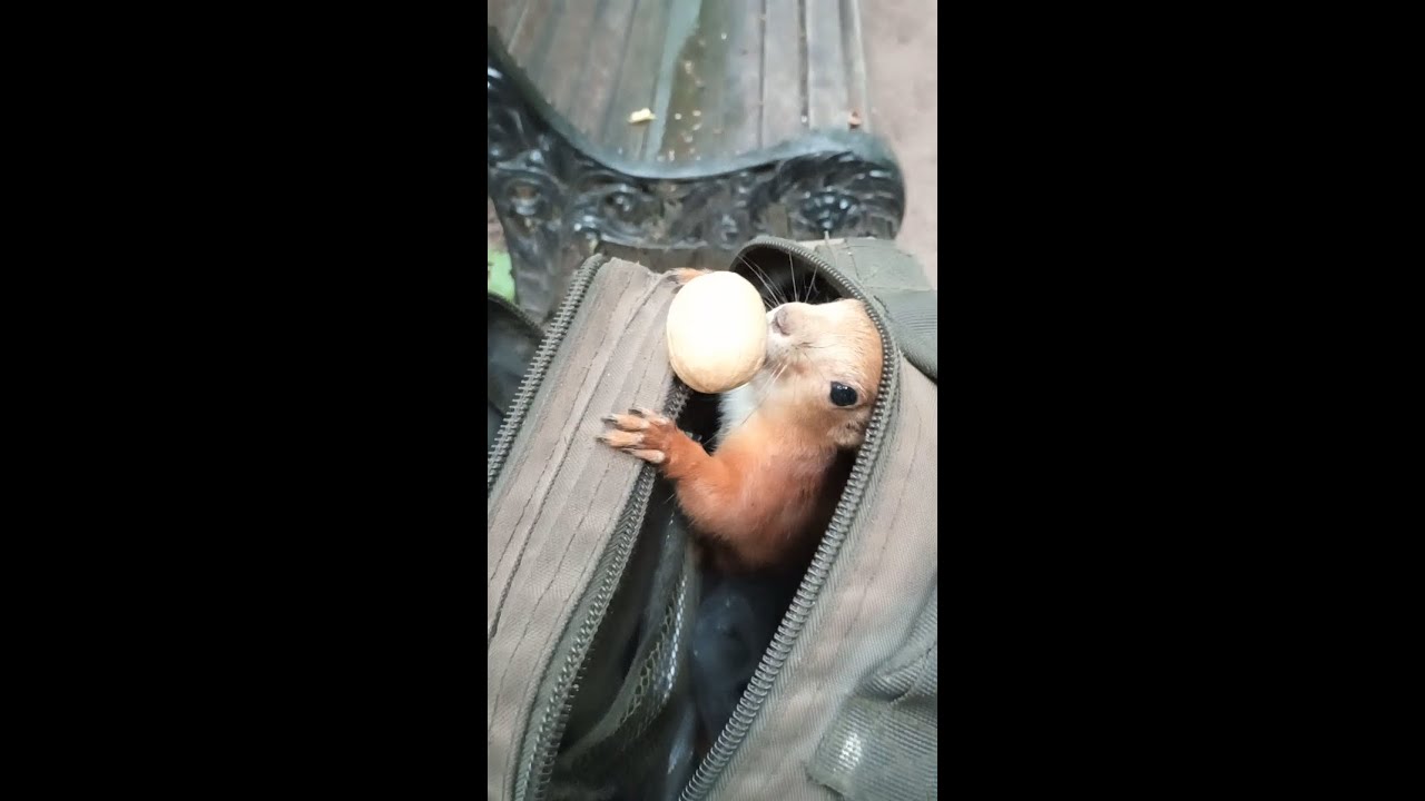 Эта белка профи / This squirrel is a pro