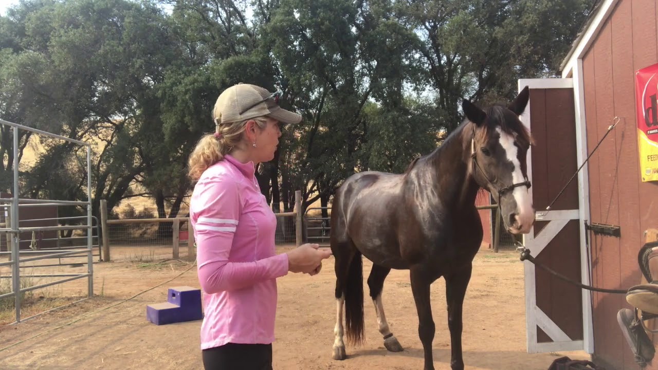 How to Measure Your Horse's Height and Weight