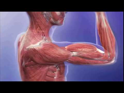 Βίντεο: Τι είναι ο σκελετικός μυς