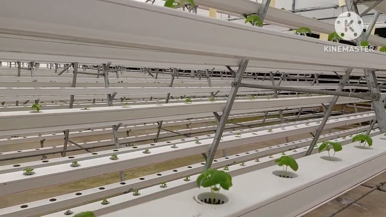 Basil plants growing in NFT hydroponic system (After 8 days transplanting)