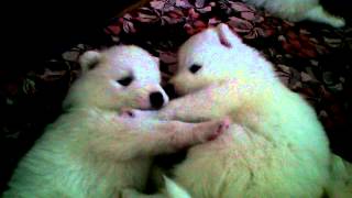 Щенки самоеда. Малышатам 3 недели. (Samoyed Puppies) Щенки самоеда. Малышатам 3 недели. (Samoyed Puppies)
