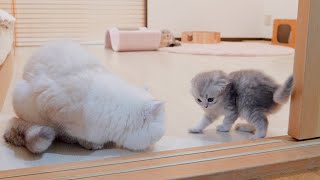 The kitten who challenges her daddy cat but gets defeated by a single punch is so cute...