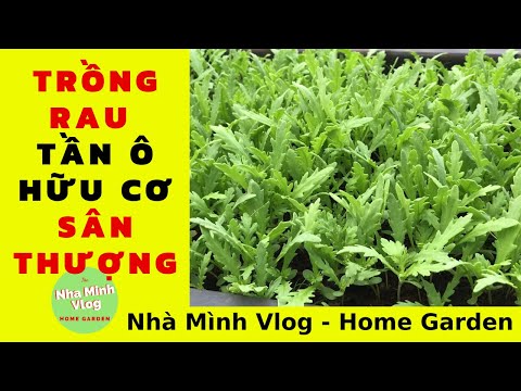 Video Cách trồng rau Tần Ô hữu cơ trên sân thượng/ How to... - youtube