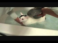 Cat taking a bath mooooooo mooooooo