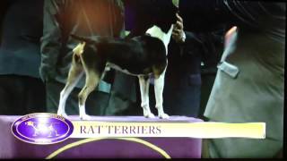 2016 Rat Terrier In Westminster, Akcs Show Part 23
