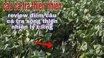 review điểm câu cá tra thiên nhiên bình chánh @sống và đam mê