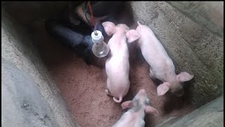 Pig Farming In Nepal बंगुर पालन प्रविधि नेपालमा हेर्नू Pig  Piglet  Carring System In Nepal 2021