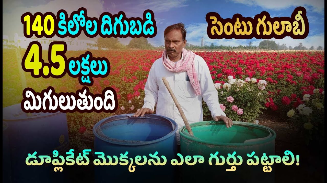 గులాబీ సాగులో తెగుళ్ల సమస్య | Pest control in Rose cultivation #redrose #pestcontrol
