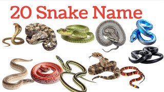 20 Snake Names for Kids | Learn Snakes in English & Hindi 🐍