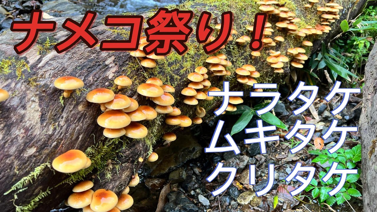 ナメコ祭り　#キノコ狩り  #ナメ茸 #ナラタケ #クリタケ #ムキタケ #ぼりぼり #モダシ #アカンボ #ブナシメジ #ホコリタケ