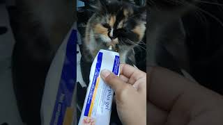 Vitamin Kucing Nutri Plus Gel