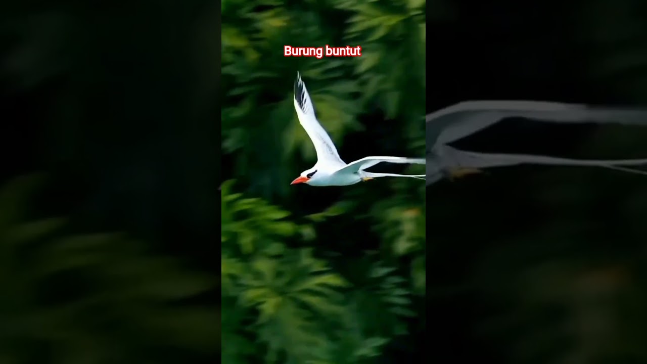 burung buntut