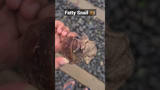 Fatty Snail ? closeupview snail bigsnail insects