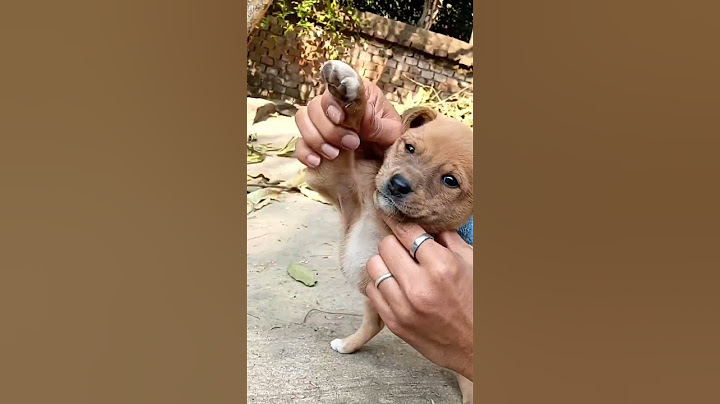 puppy dance 🕺#funny #viral #moment hai bhai moment hai #ytshorts #shorts