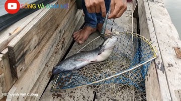 Câu cá trên ghe toàn cá trê khủng đập cây khô sông Sài Gòn/sống và đam mê