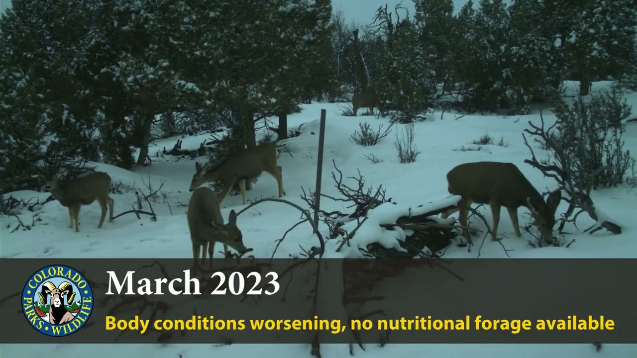 Durango-area public land closures to protect wildlife take effect