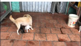 Hungry puppies but mommy dog don’t want to feed puppies by her milk