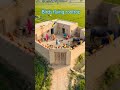 birds flying rooftop🦜🦜 #shorts #ytshorts #birds #bird #birdsounds #birdlovers #history #village #yt