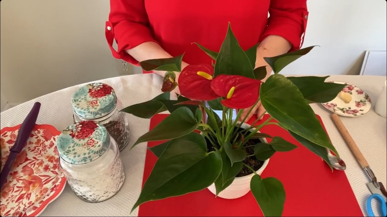 🔥ANTORYUM ÇİÇEĞİ ÜÇ FARKLI YÖNTEMLE NASIL ÇOĞALTILIR ? ANTORYUM ÇİÇEĞİ BAKIMI NASIL YAPILIR ?