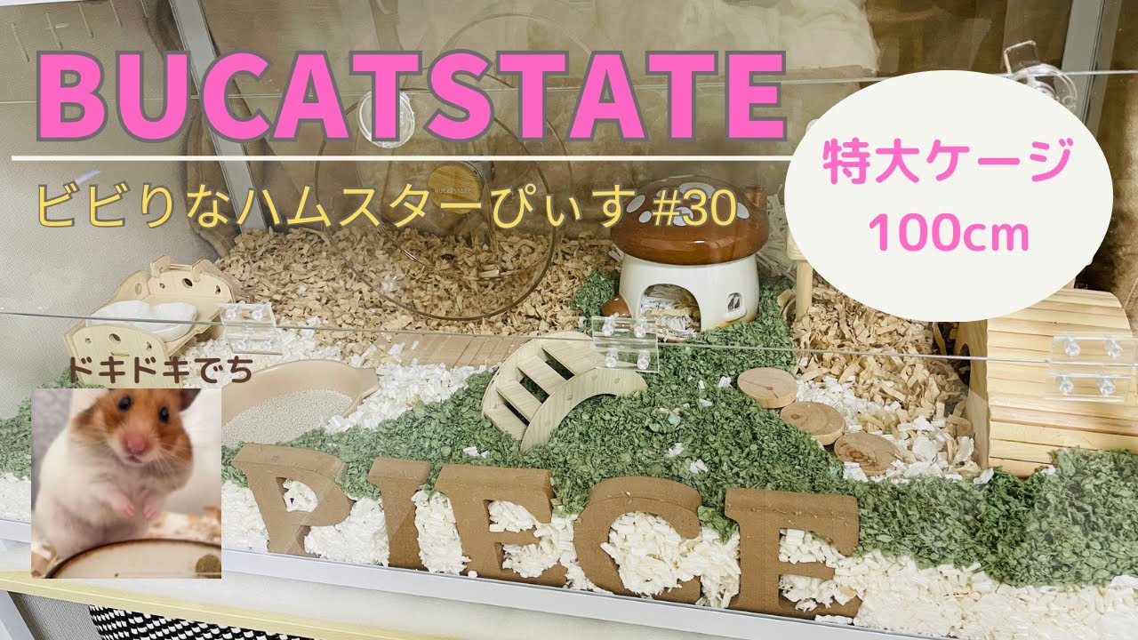 7/19までBUCATSTATE ハムスター メタル製 100cm 楽天市場】BUCATSTATE