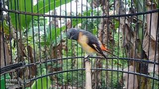 Burung Mantenan Kecil Gacor Memanggil Lawan