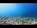 Dive With Me – Sunlight and Ripples on the Seafloor 🌊☀️