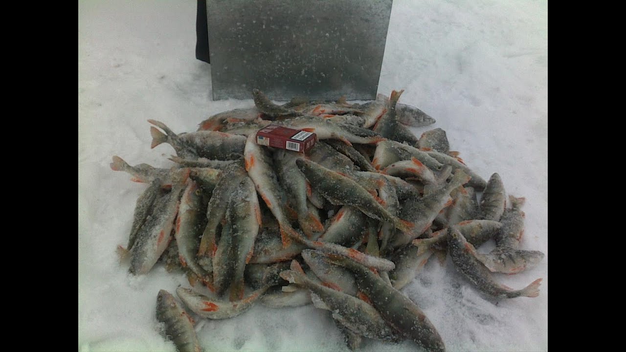 Ловля на хапугу видео. Хапуга для зимней рыбалки. Зимняя рыбалка на окуня в Хакасии. Хапуга для зимней рыбалки на окуня. Ловля на блесну хапугу.