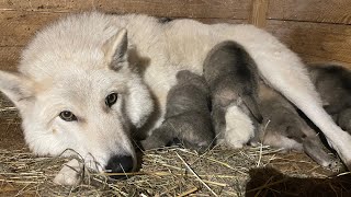 Впервые показываю Арктических малышей 😱‼️ Волчица подпустила к своим детенышам.