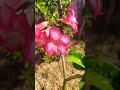 #shorts... Que agosto seja abençoado  a todos com essas rosas do deserto, linda florindo o ano todo