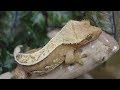 How to buy your first Crested Gecko!