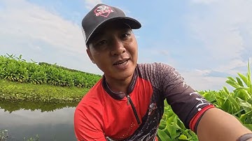 HÀNH TRÌNH CHỐNG MÓM TẬP 102 câu lure cá lóc bìa rừng u minh thượng mùa mưa