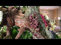 Выставка Орхидей 2019 ( в подробностях)