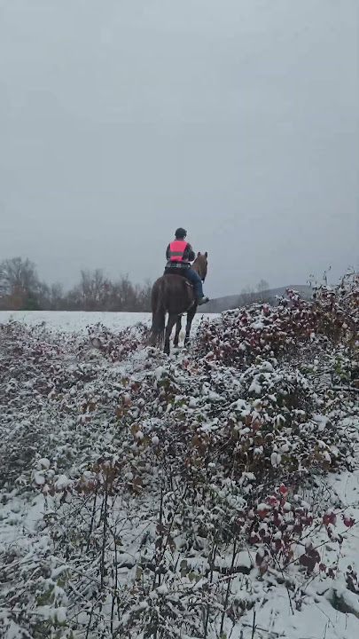 helping small creators everywhere ♥️🐎 #viral #equestrian #pony