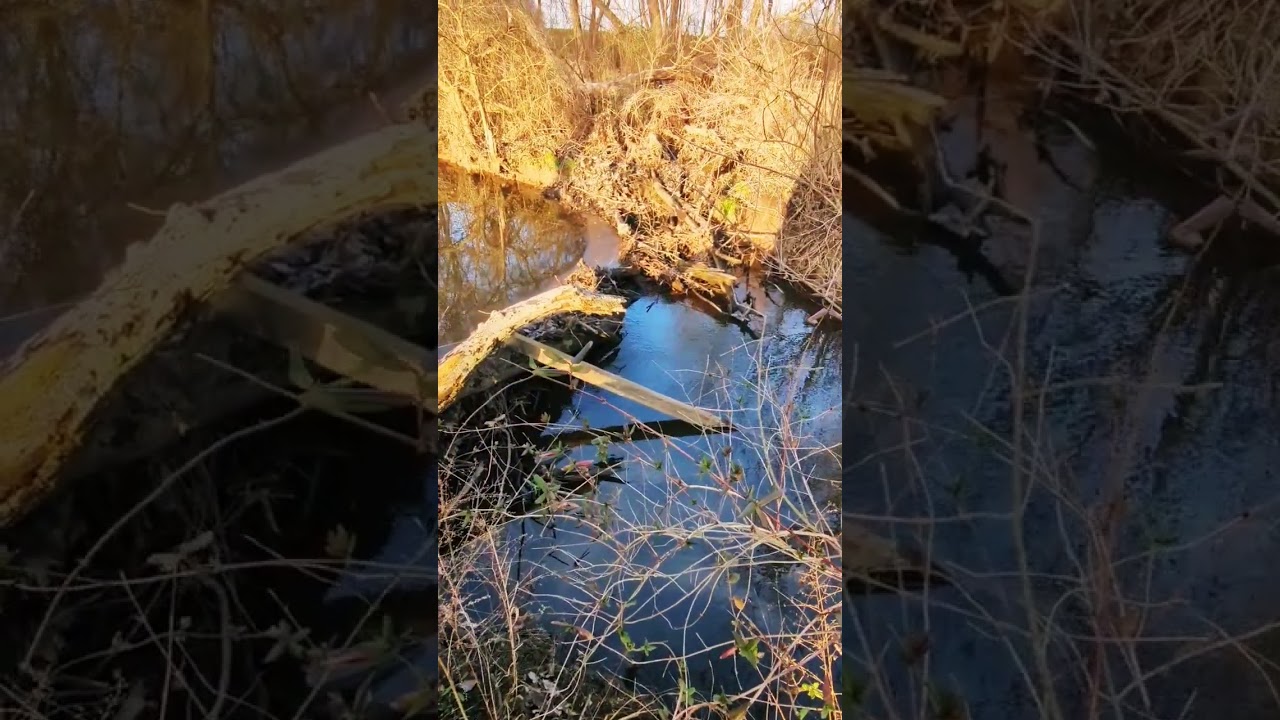 Calm Creek 🌟 ASMR Sleep Stream Meditation Videography 🧘‍♂️✨