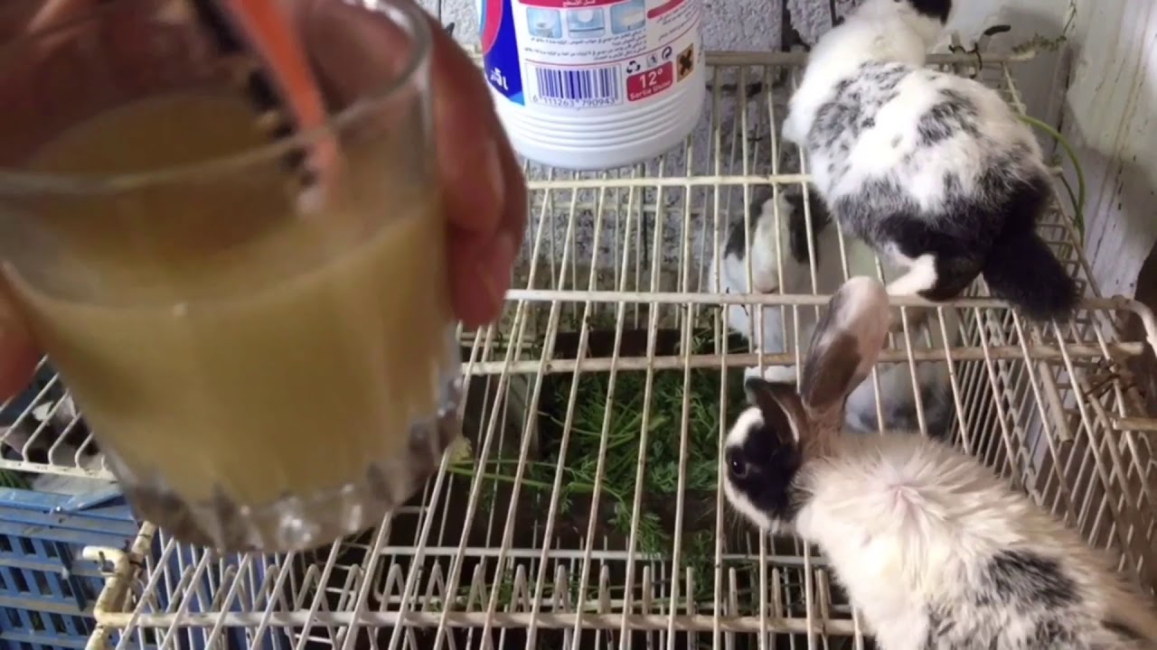 أفضل علاج الجرب عند الأرانب ‎🐇