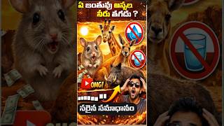 "నీరు = 0% 😱 ఈ జంతువు ఎలా బతుకుతుంది?"#gk #facts #shortsfeed #shortsviral #shorts #gktoday #gktoday