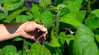 Help Yourself Garden
