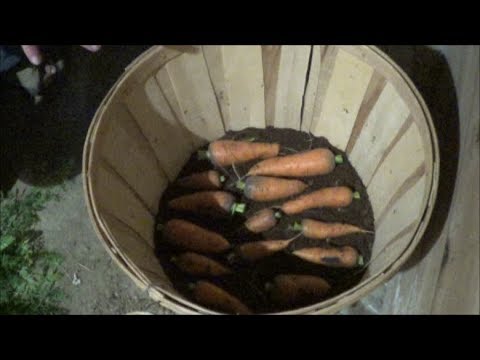 वीडियो: सर्दियों में गाजर को कैसे स्टोर करें