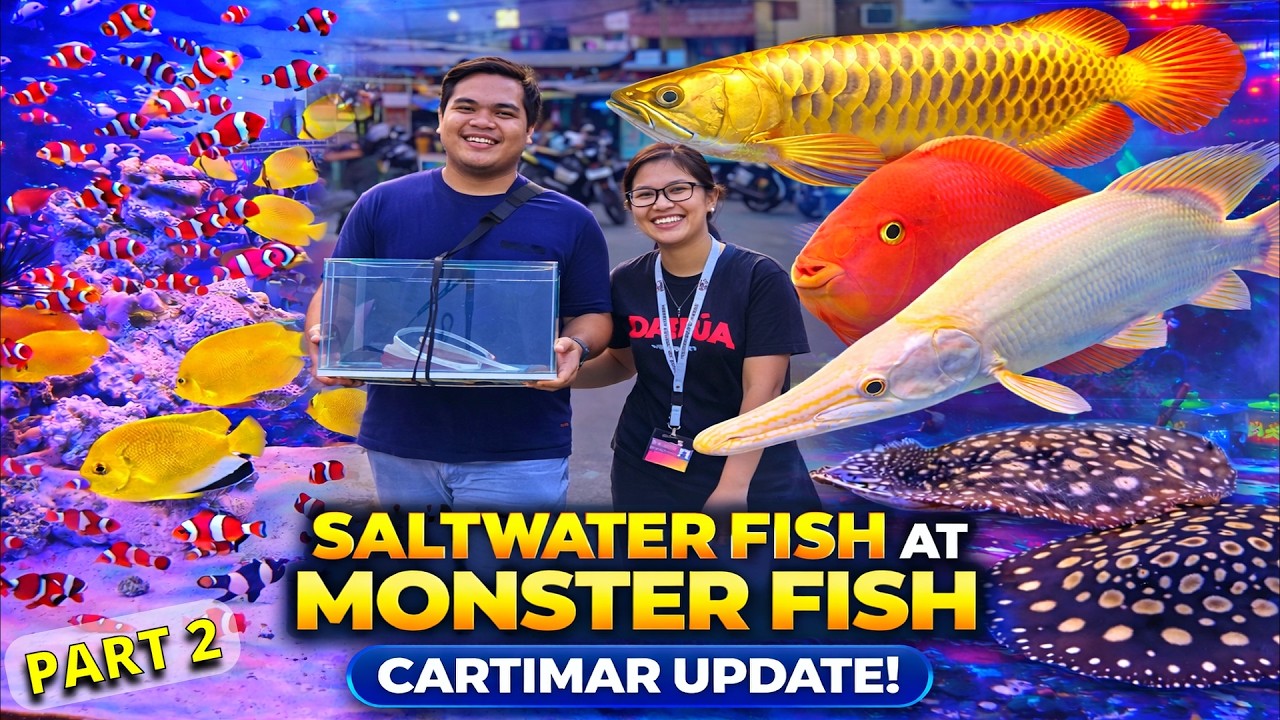 SALTWATER FISH AT MONSTER FISH SA CARTIMAR! Prices in Cartimar Pet Center