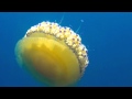 Fried Egg Jellyfish - Cotylorhiza tuberculata