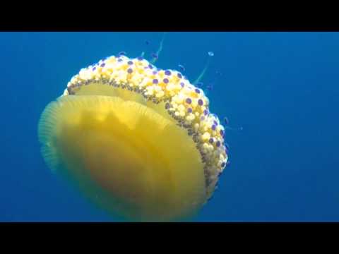 Fried Egg Jellyfish - Cotylorhiza tuberculata