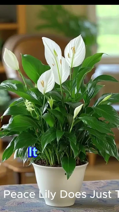 Peace Lily Secrets 🌿 | The Most Elegant Air Purifier Plant!