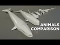 ANIMAL size in perspective