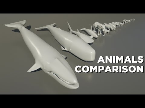 Animals size comparison