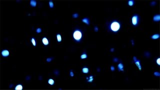 Light Leaks Element 478